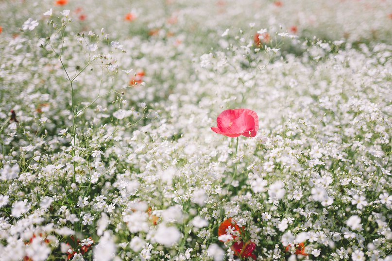 Маковые поля. - 9