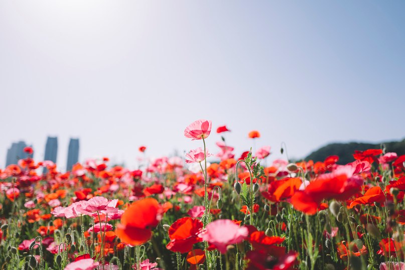 Маковые поля. - 8