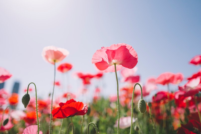 Маковые поля.