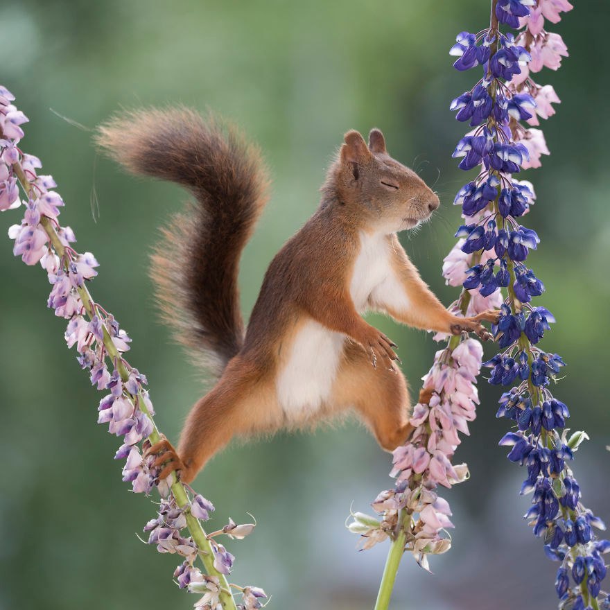 Каратэ-белка. - 7