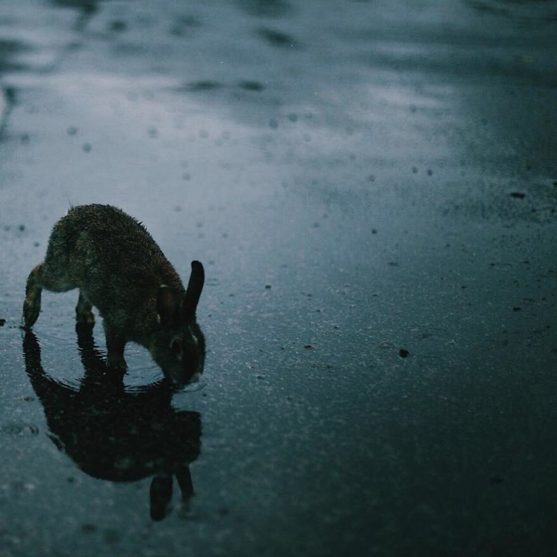 Окуносима - остров кроликов в Японии. - 5