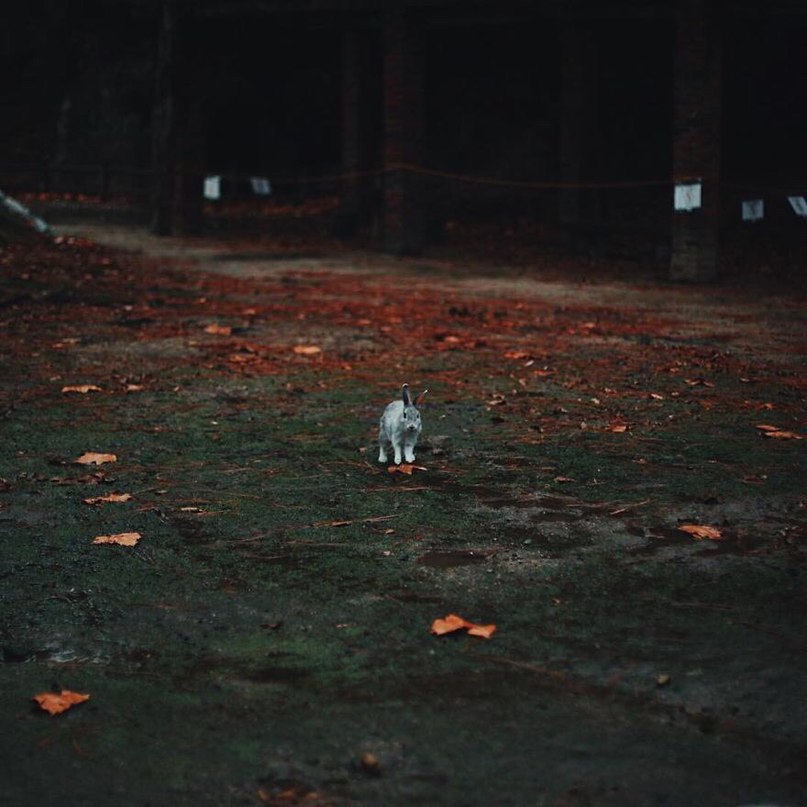 Окуносима - остров кроликов в Японии. - 6