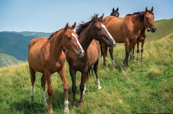 Природа Дагестана - 8