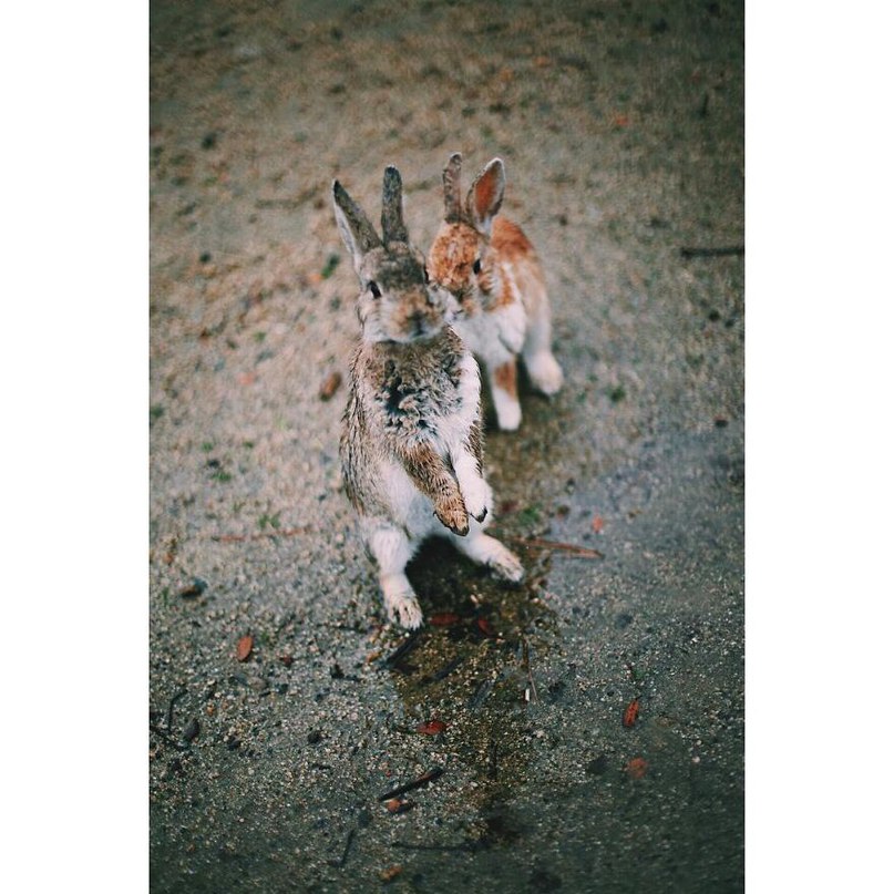 Окуносима - остров кроликов в Японии. - 8