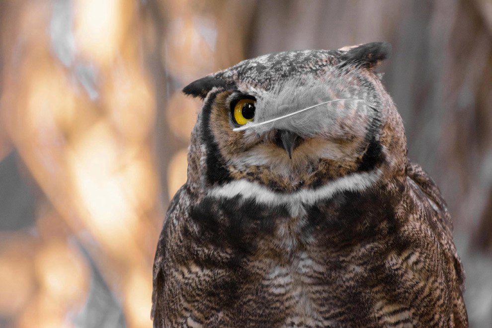 Необычный конкурс Comedy Wildlife Photography Awards 2017 - 8