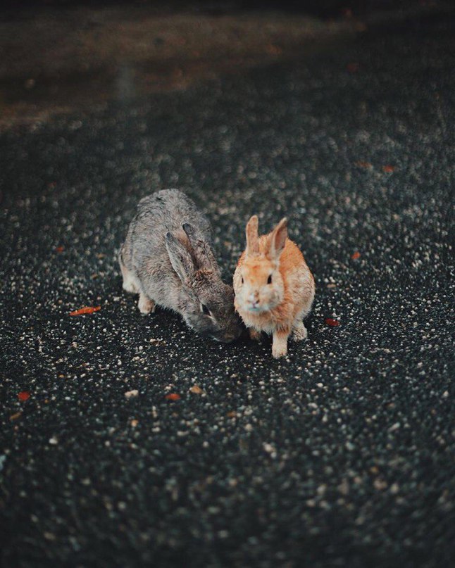 Окуносима - остров кроликов в Японии. - 7