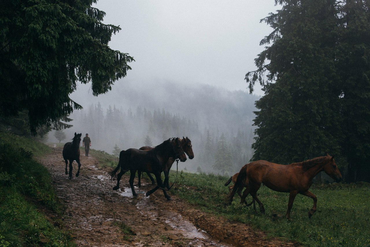 Подножие Петроса, пол. Головчеська, Украина