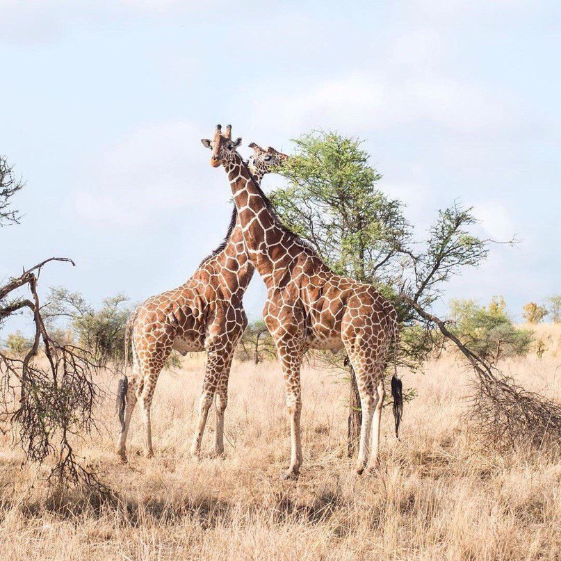 Африка, ты прекрасна!