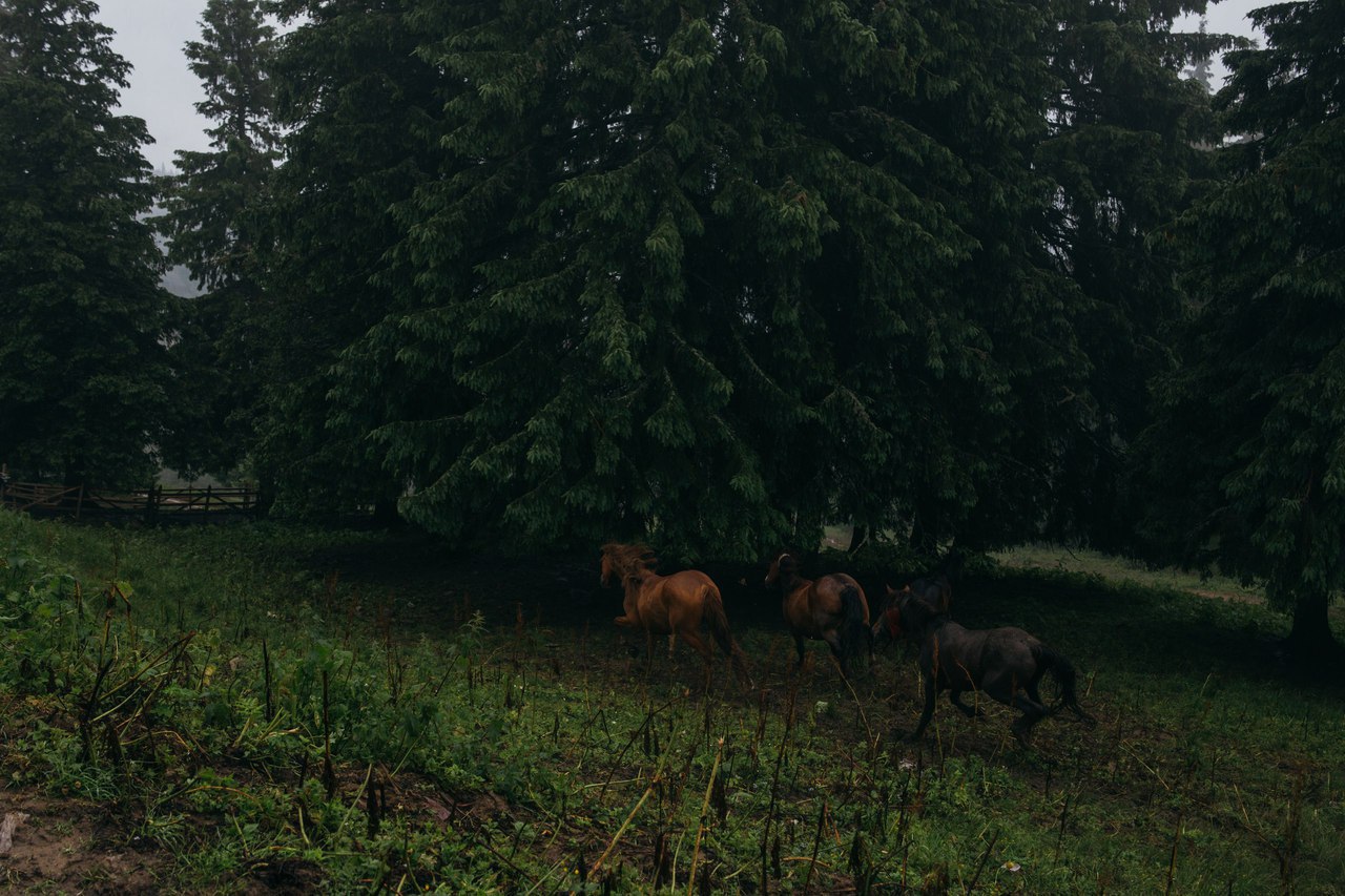 The foot of Petros, floor. Golovcheska, Ukraine - 8