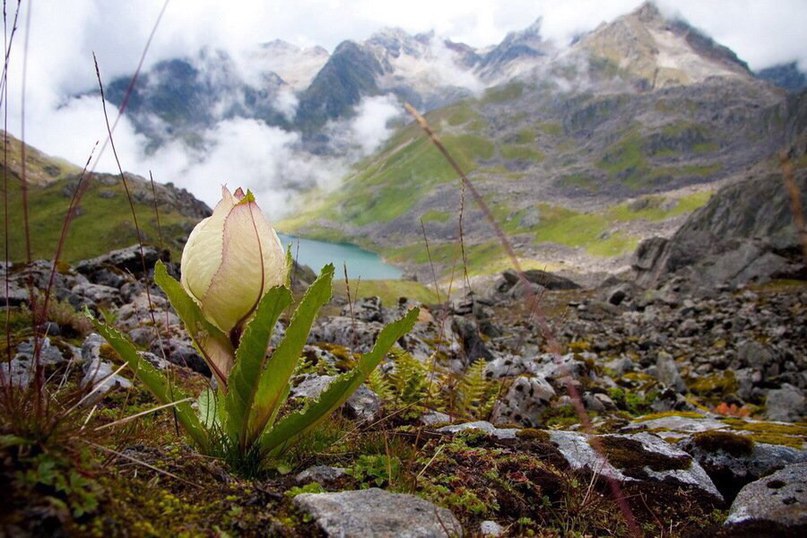 Цветы в горах.