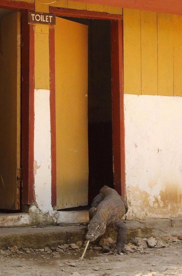 Победители конкурса Comedy Wildlife Photography Award - 9