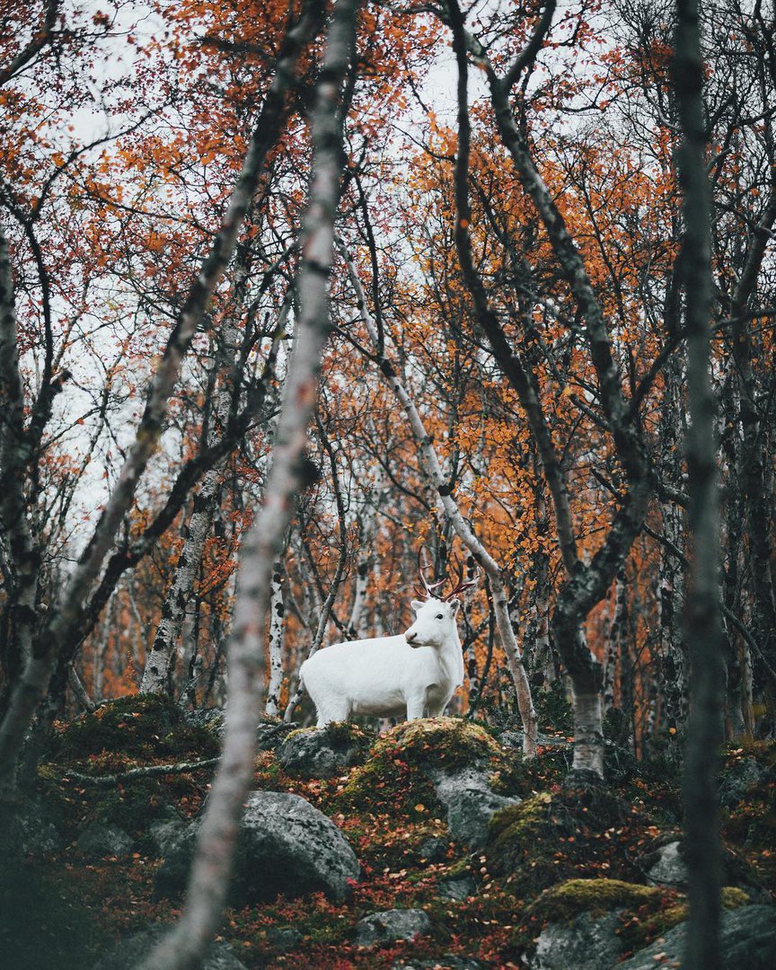 Finland and Sweden - 5