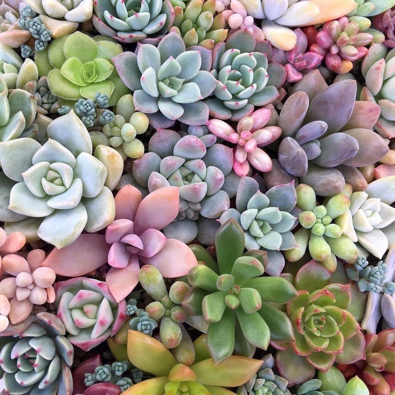 Суккуленты