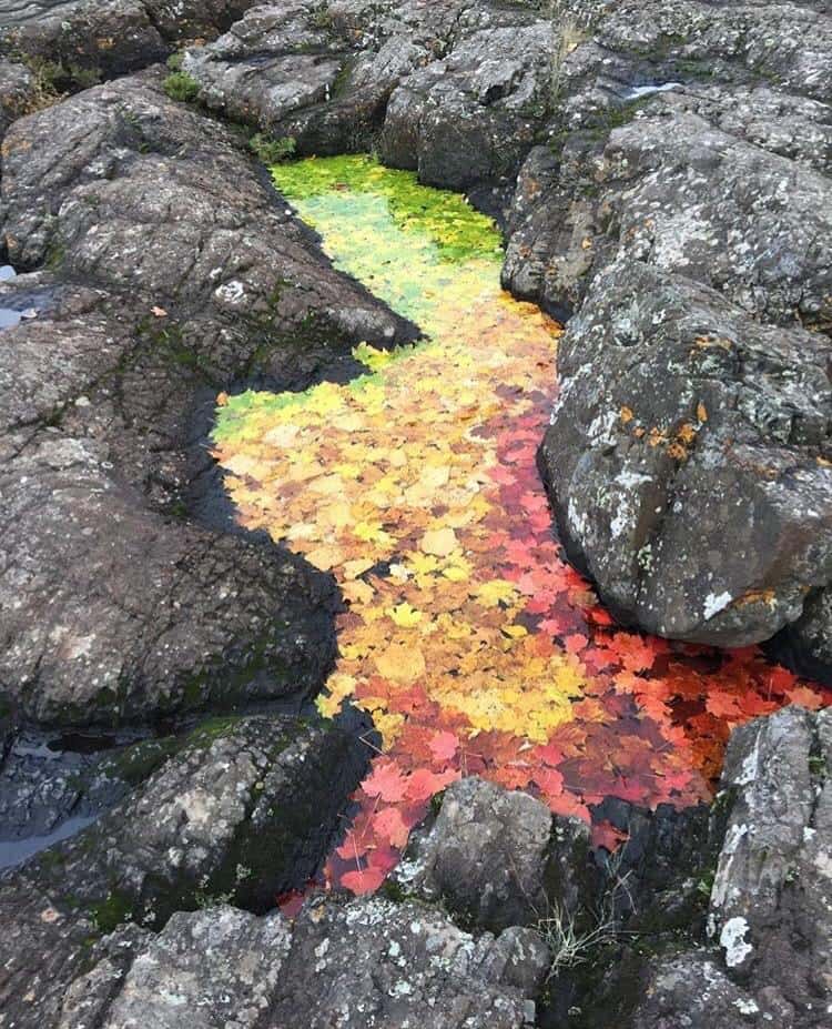 Всего лишь листья в луже