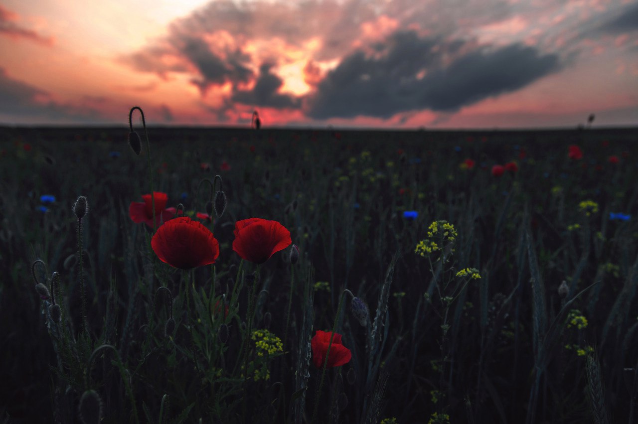 Wildflowers Joy by Denny Bitte