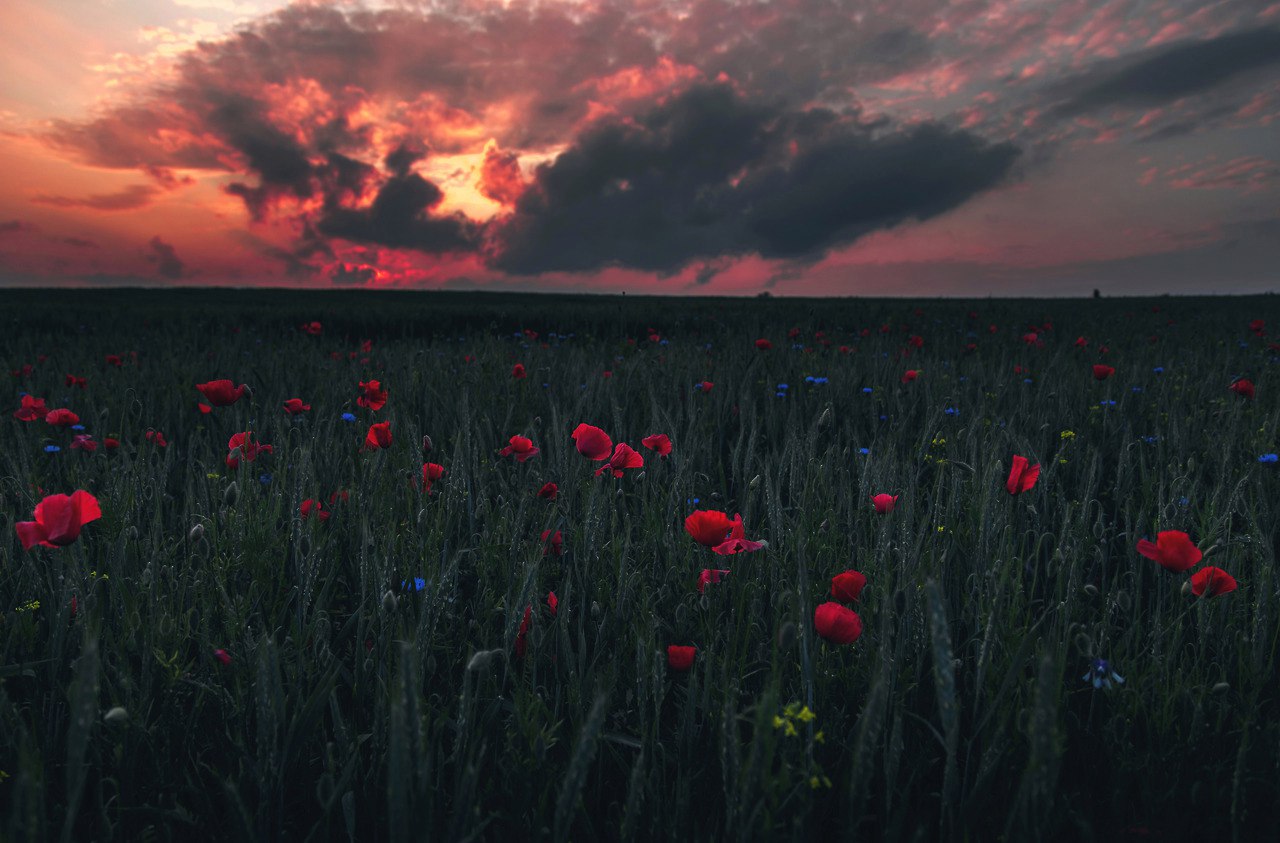 Wildflowers Joy by Denny Bitte - 5