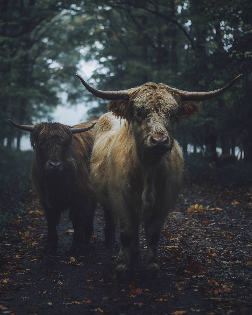 Германия - 5