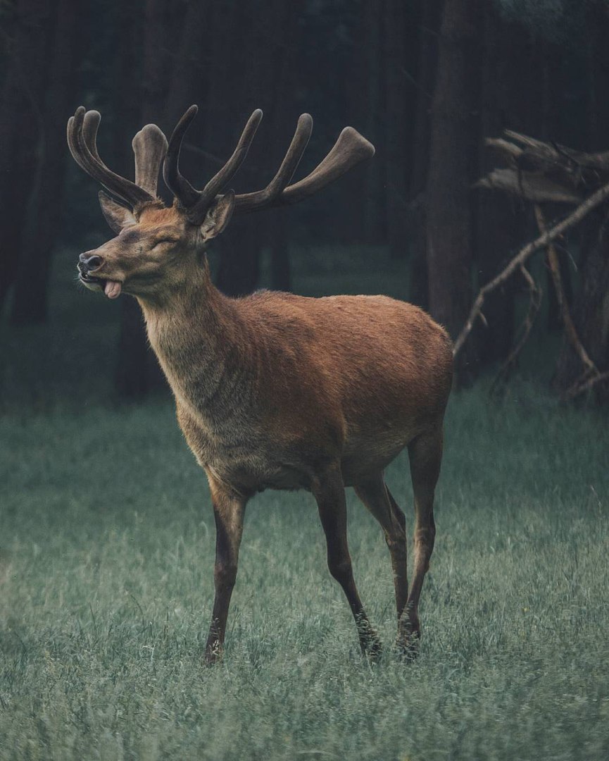 Германия - 9