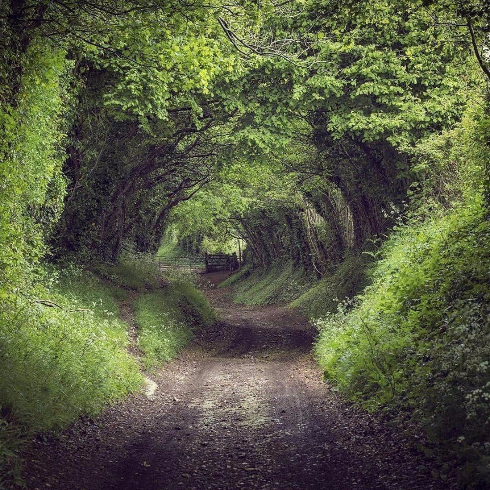 Сказочная аллея в лесу, Англия
