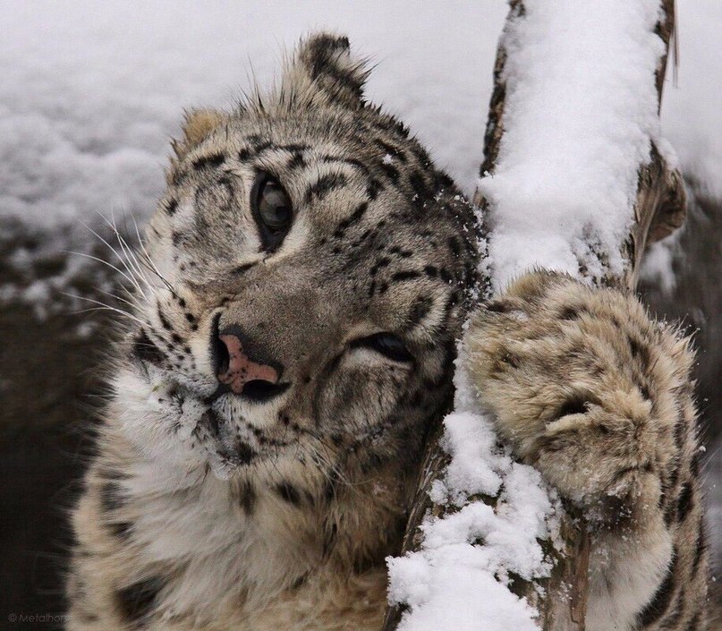 Ирбис. Снежный Барс.