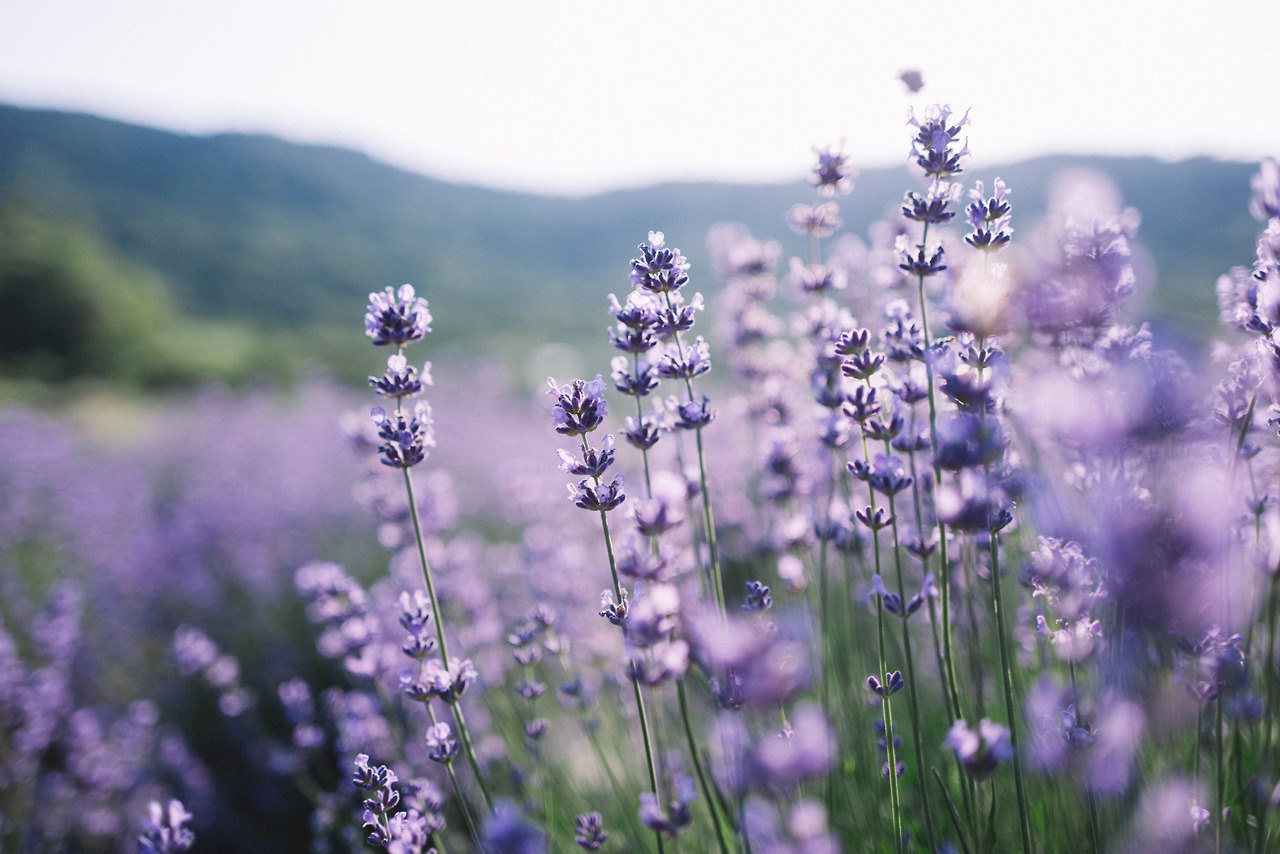 Lavender Paradise