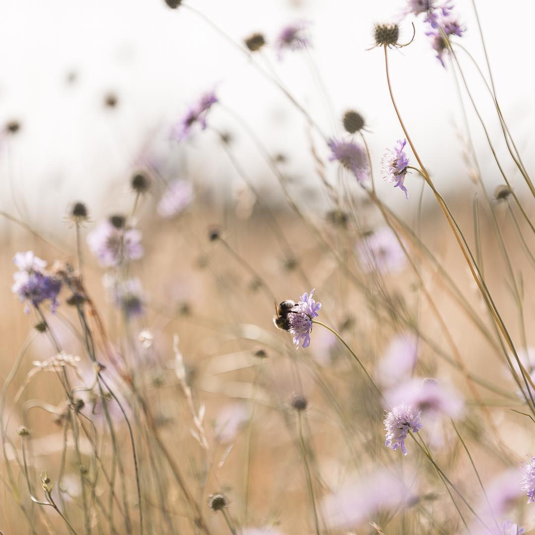 Об'єднане Королівство - 9