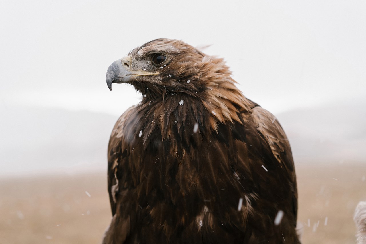 Беркутчи, Охотники в Монголии - 7