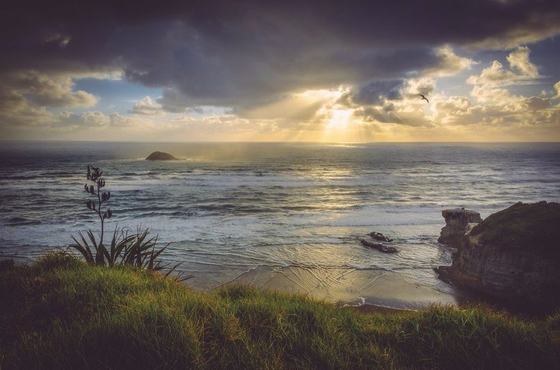 Окленд, Нова Зеландія