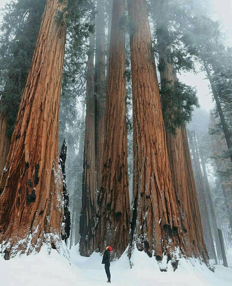 Эльфийский лес зимой.<br>Калифорния