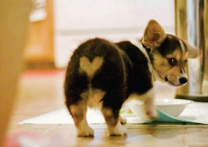 Природа проверяет свои творческие способности - 5