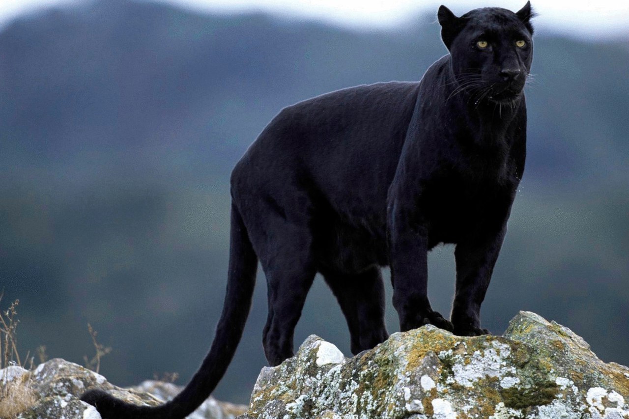 Величественные Черные Пантеры!