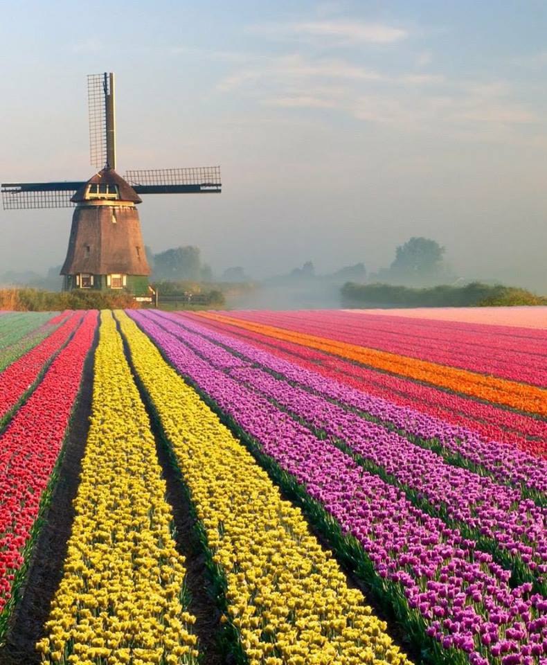 Тюльпановые поля в Голландии.