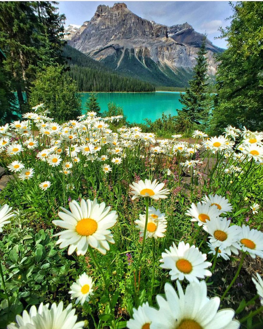 Ромашковое поле на берегу озера Эмералд в Национальном парке Йохо, Канада<br><br>Вокруг Света в Instagram @roundtheworld2