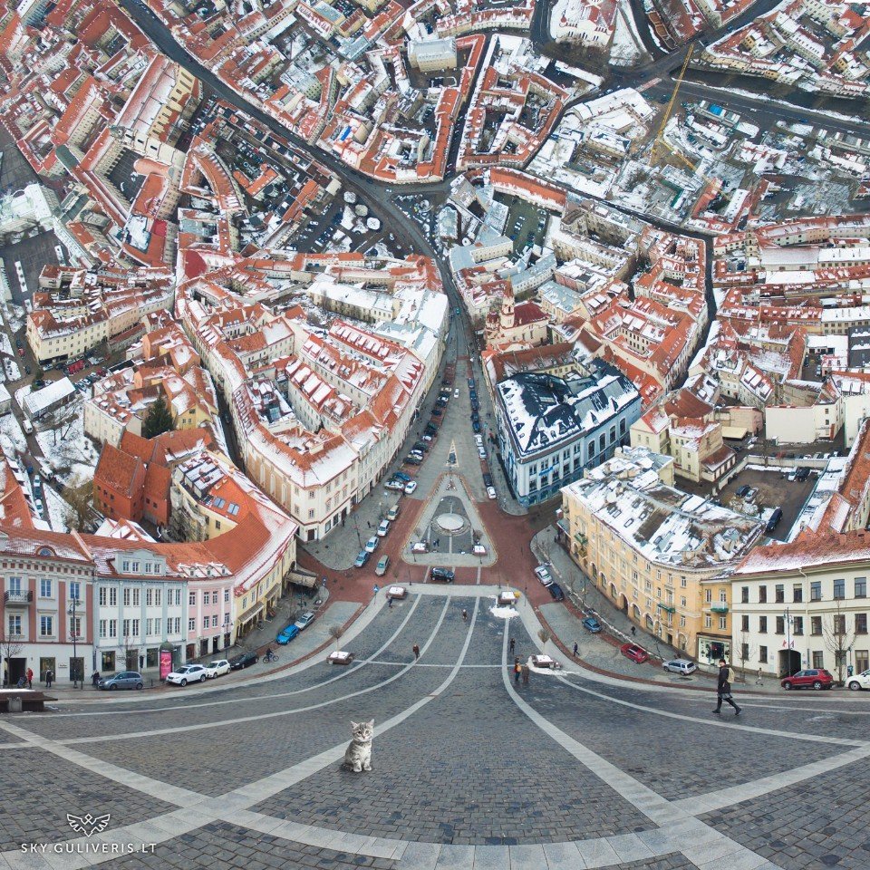 Котенок. Вильнюс, Ратушная площадь.