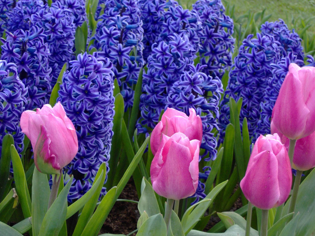 Милым дамам