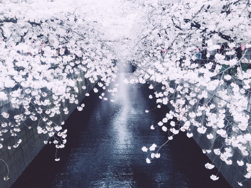 Sakura flowering in Tokyo - 8