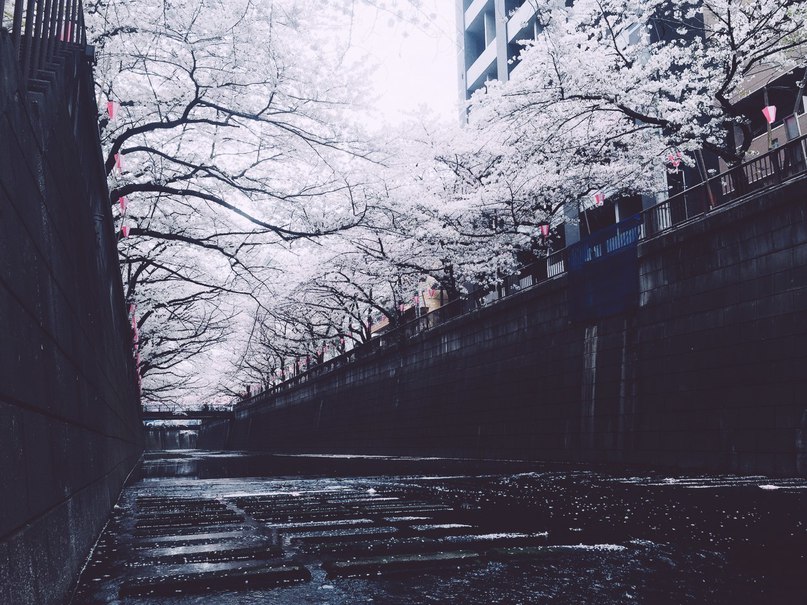 Sakura flowering in Tokyo - 6