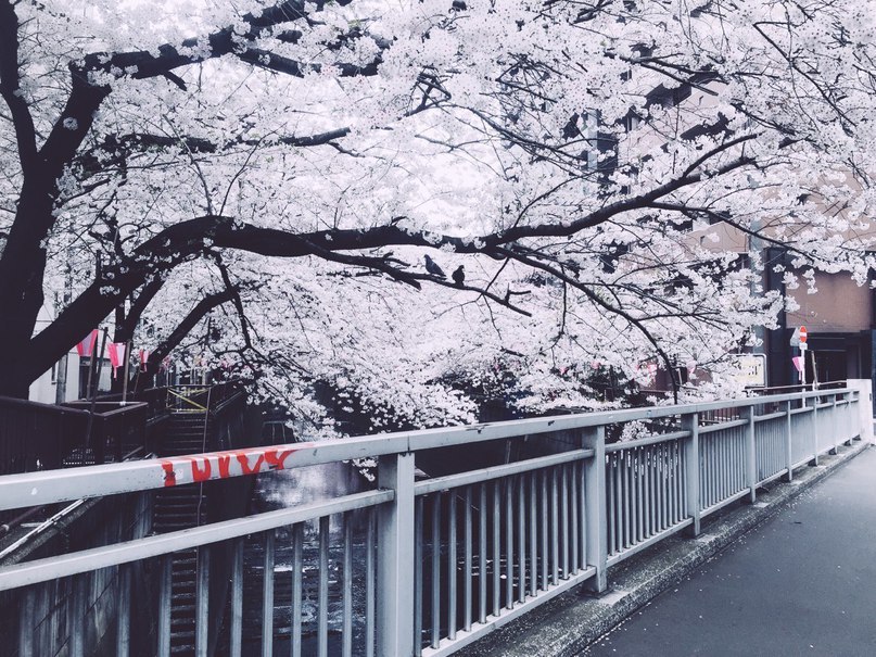 Sakura flowering in Tokyo - 5