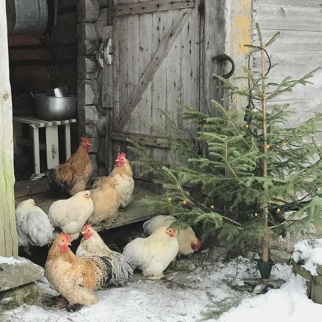 Норвезька казка - 5