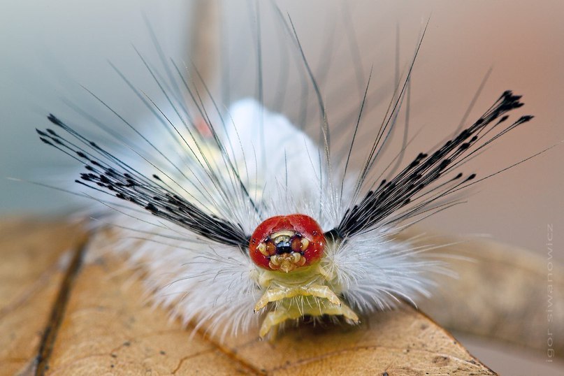 Восхитительная макросъемка от Igor Siwanowicz: - 8