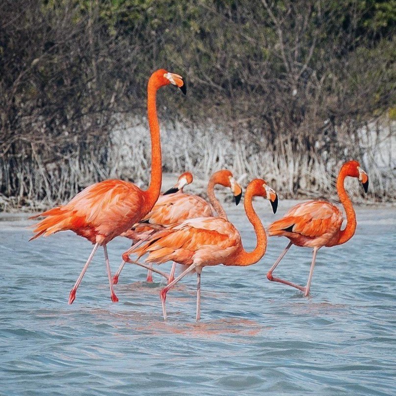 Страстных мексиканских эмоций вам в ленту! - 6