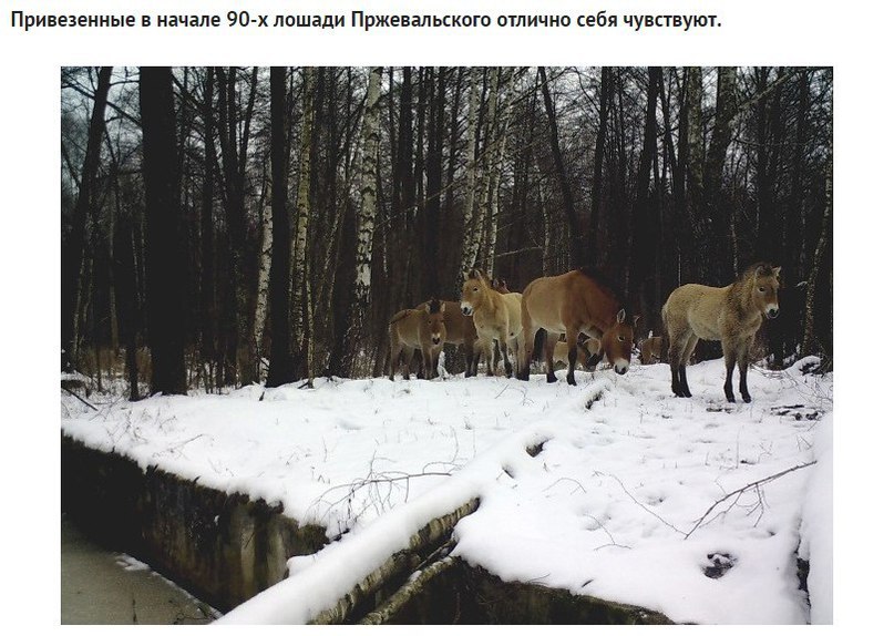 Невероятные фотографии, которые зафиксировала фотоловушка в чернобыльских лесах - 8