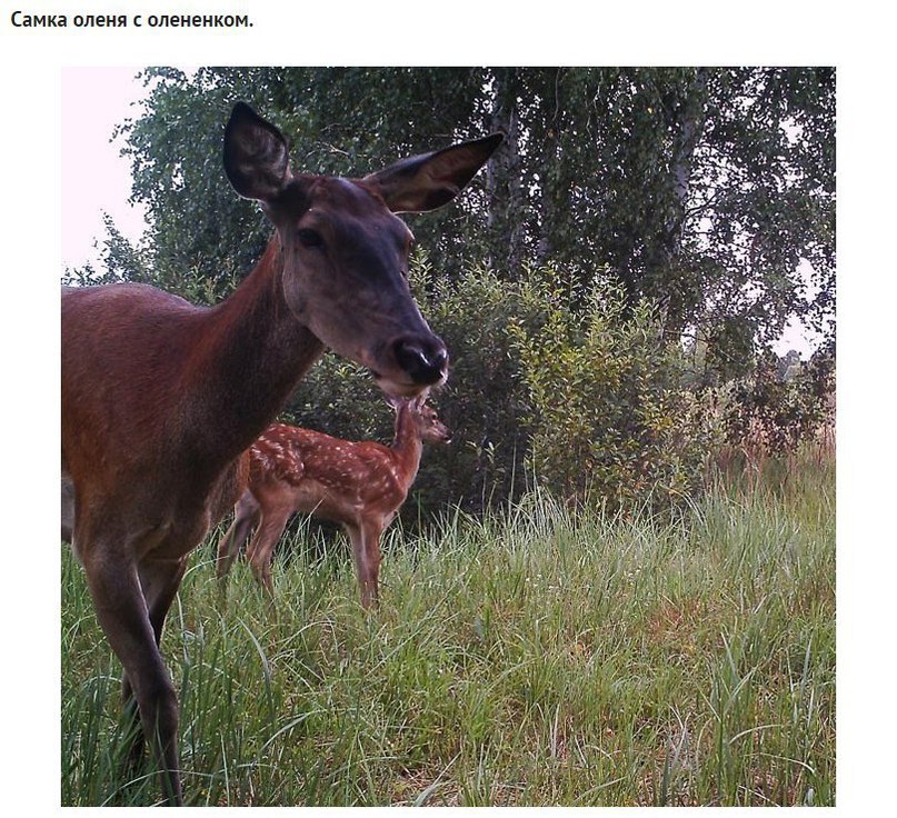 Невероятные фотографии, которые зафиксировала фотоловушка в чернобыльских лесах - 5