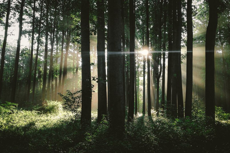 Душа требует леса. - 6