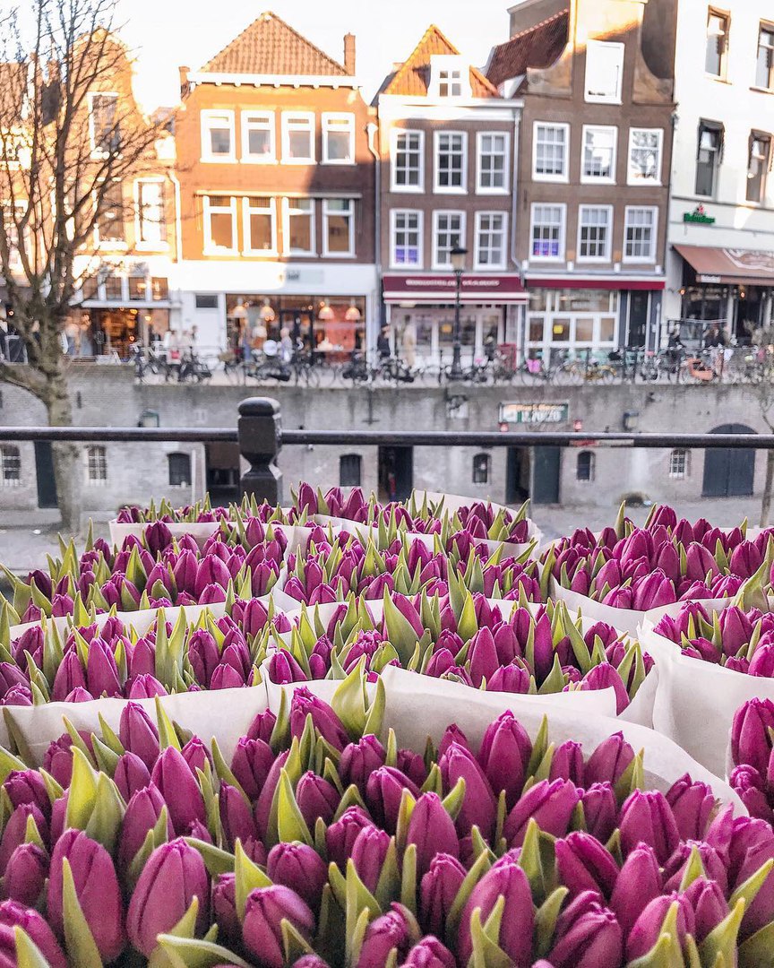 Нідерланди - 7