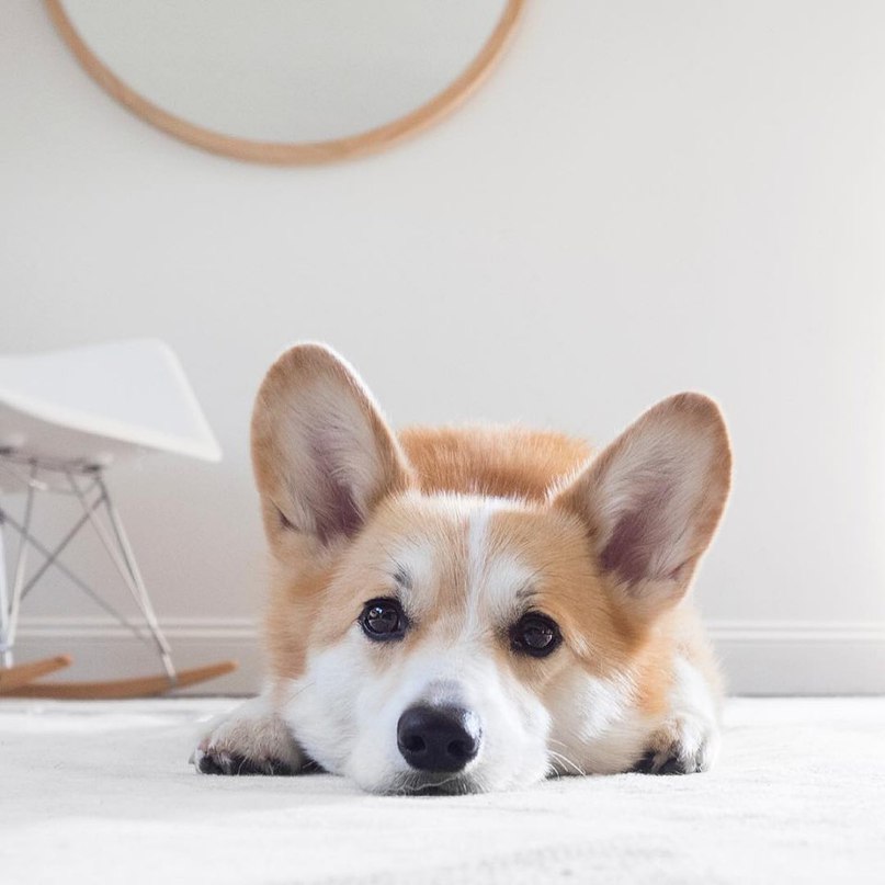 Милашка корги - 5
