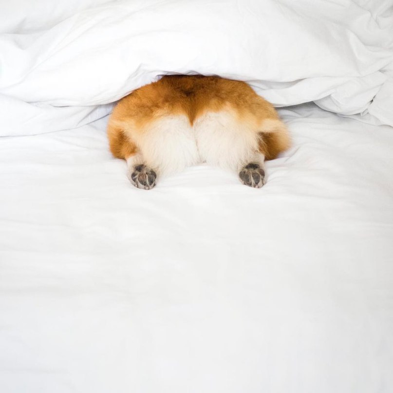 Милашка корги - 8