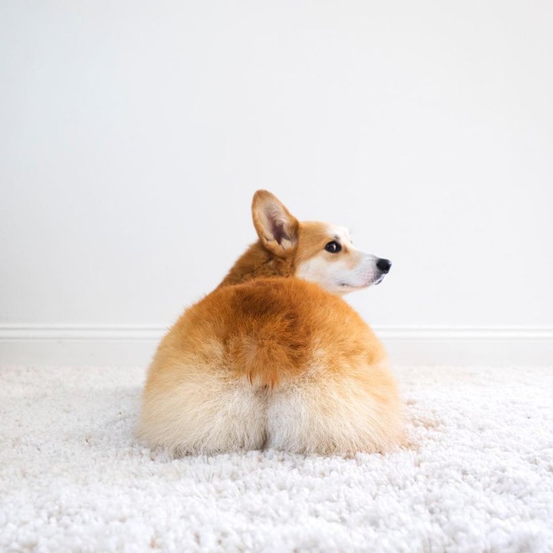 Милашка корги - 6