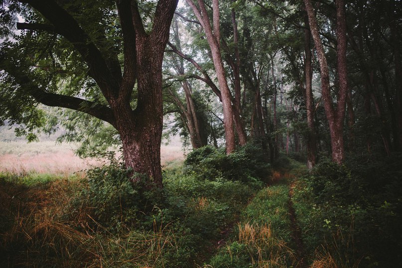 Душа требует леса. - 7