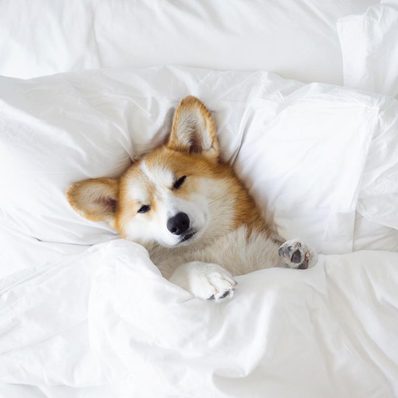 Милашка корги - 7